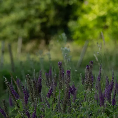 Apartment Maison Mirabelle *