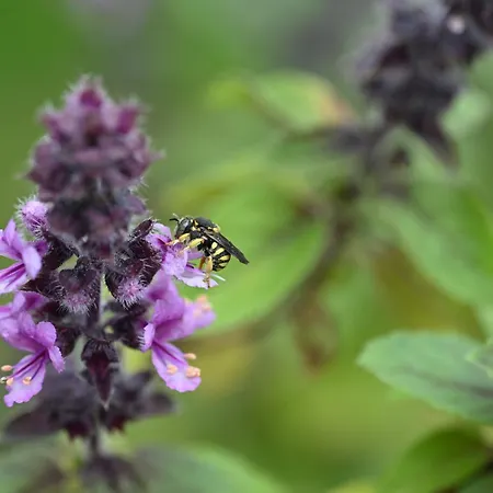 Maison Mirabelle Apartment Gamarde-les-Bains