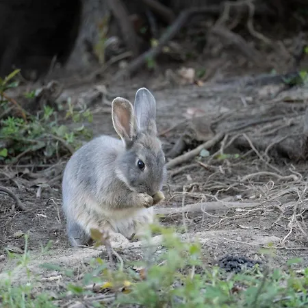 Apartment Maison Mirabelle *