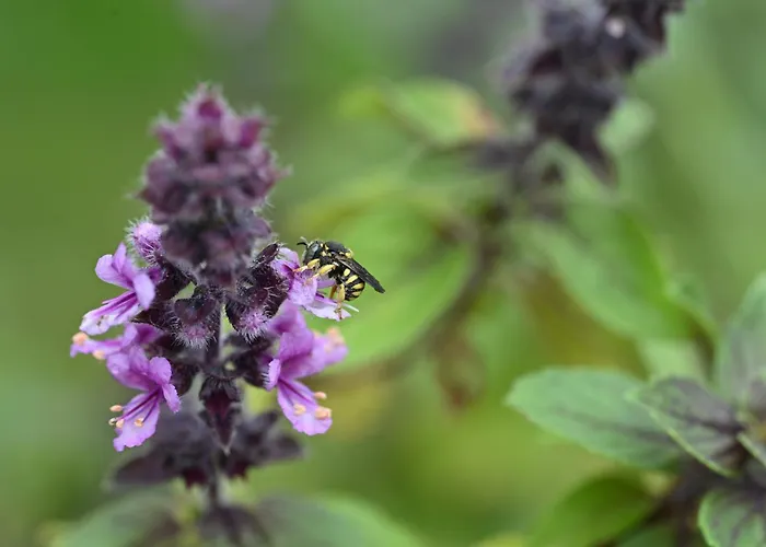 Maison Mirabelle Apartamento Gamarde-les-Bains
