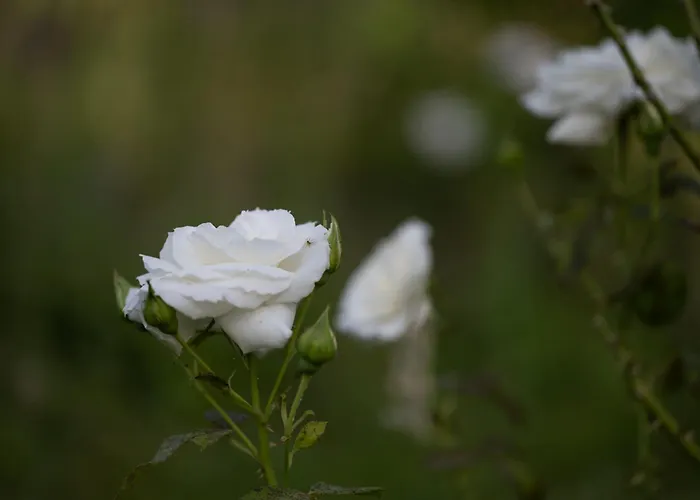 Maison Mirabelle Apartamento